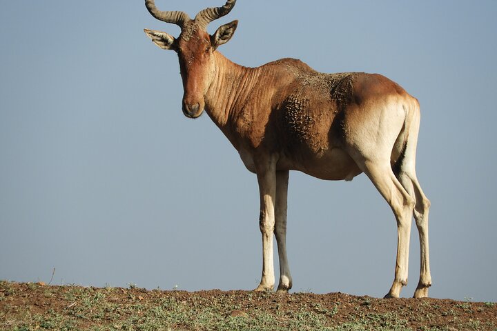 Private Adventure: Nairobi park, Elephants & Giraffe centre