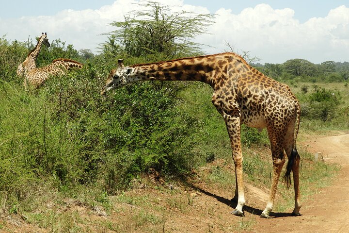 Private Adventure: Nairobi park, Elephants & Giraffe centre