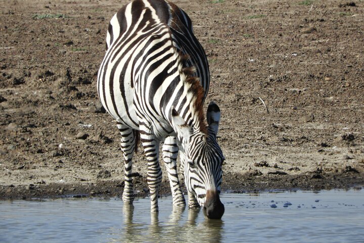 Private Adventure: Nairobi park, Elephants & Giraffe centre