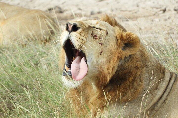 Private Adventure: Nairobi park, Elephants & Giraffe centre