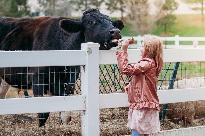 Premium Amish Country Tour including Amish Farm and House