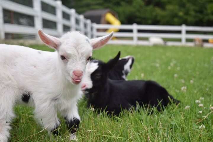 Premium Amish Country Tour including Amish Farm and House