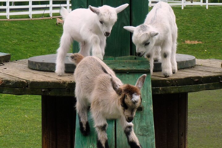 Premium Amish Country Tour including Amish Farm and House