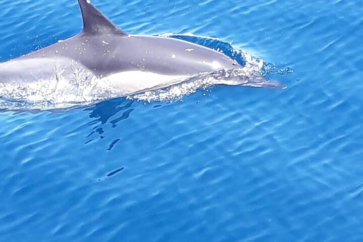Dolphin Watching Adventure in Estepona Bay