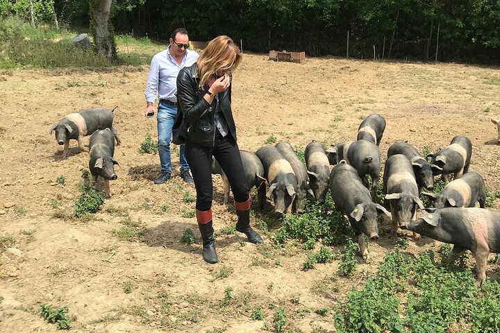 Visit to the Cinta Senese farm in Montepulciano