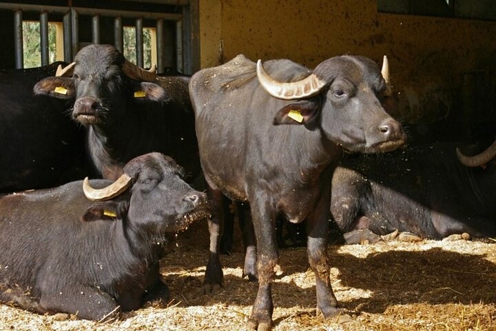 Guided tour from Agrigento: Sicilian traditions with a farm