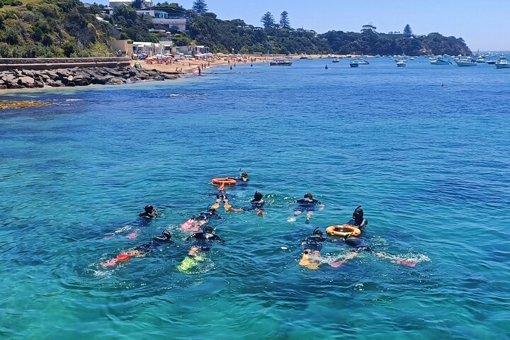 Port Phillip Bay Snorkeling with Sea Dragons