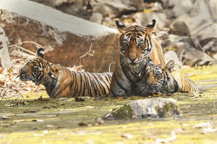 Private One Way Transfer From Mount Abu To Ranthambore in AC Vehicle