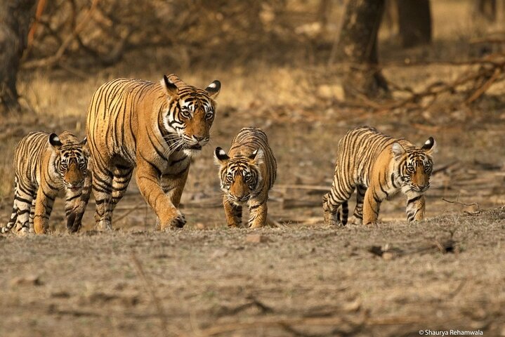 Private One Way Transfer From Mount Abu To Ranthambore in AC Vehicle