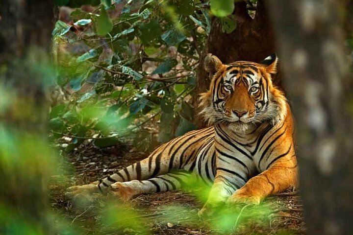 Private One Way Transfer From Mount Abu To Ranthambore in AC Vehicle
