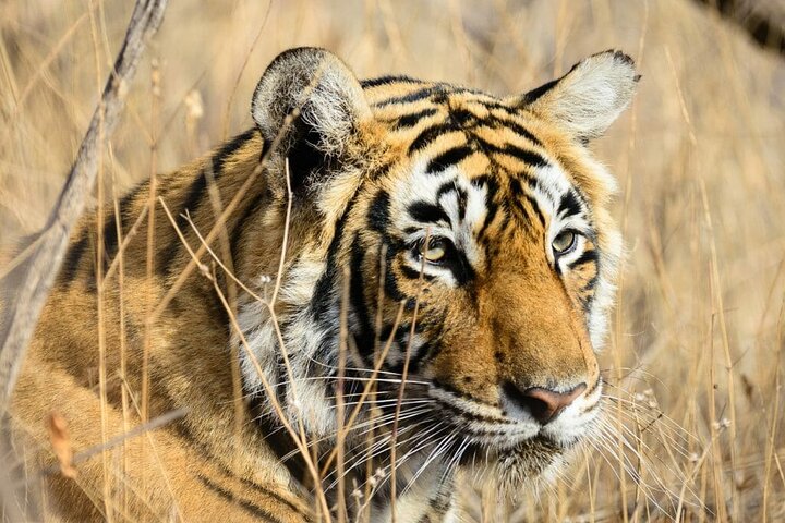 Private One Way Transfer From Mount Abu To Ranthambore in AC Vehicle