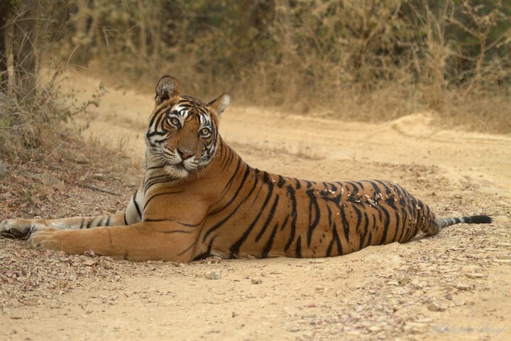 Private One Way Transfer From Mount Abu To Ranthambore in AC Vehicle