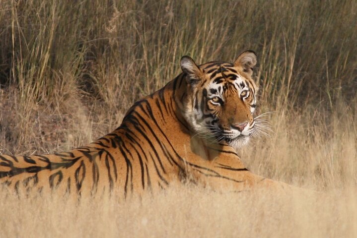 Private One Way Transfer From Mount Abu To Ranthambore in AC Vehicle