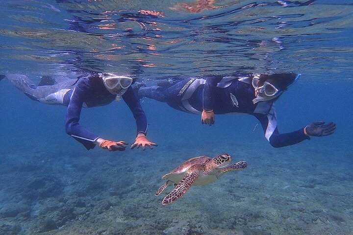 Snorkeling Tour to Swim with Sea Turtles at Yakushima Island