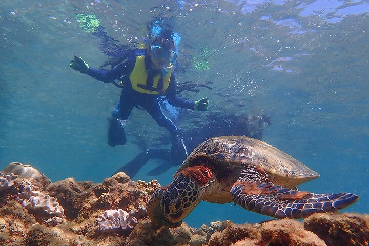 Snorkeling Tour to Swim with Sea Turtles at Yakushima Island