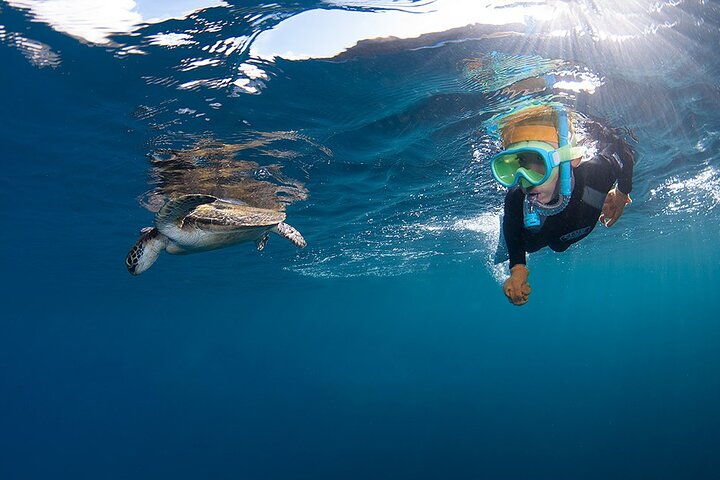 Snorkeling Tour to Swim with Sea Turtles at Yakushima Island