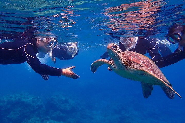 Snorkeling Tour to Swim with Sea Turtles at Yakushima Island