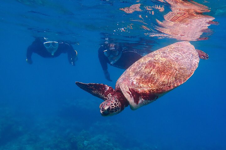 Snorkeling Tour to Swim with Sea Turtles at Yakushima Island