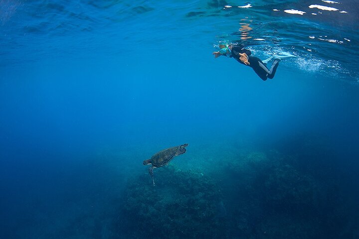 Snorkeling Tour to Swim with Sea Turtles at Yakushima Island