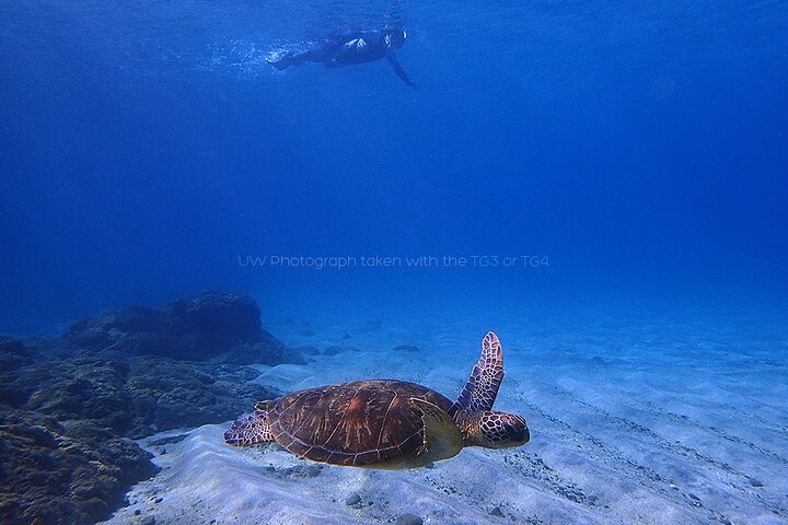 Snorkeling Tour to Swim with Sea Turtles at Yakushima Island