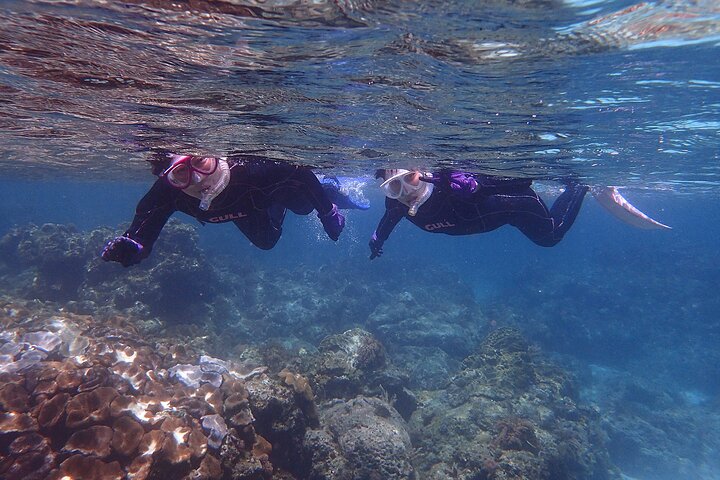 Snorkeling Tour to Swim with Sea Turtles at Yakushima Island
