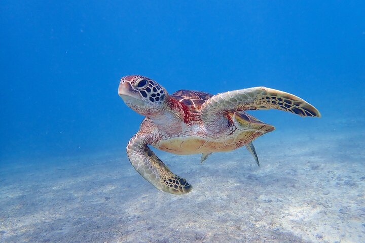 Okinawa Miyako Ultimate Day Trip SUP Snorkel Cave and Canoe