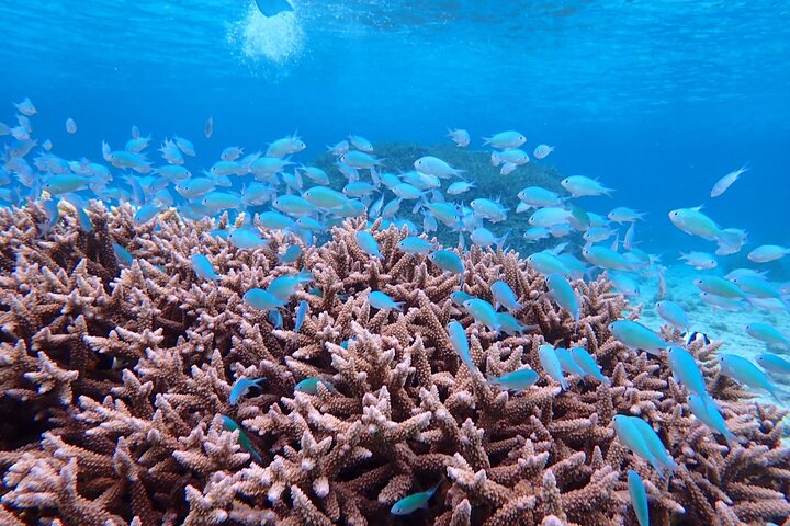 Okinawa Miyako Half Day Sea Turtle Snorkel with Free Photos