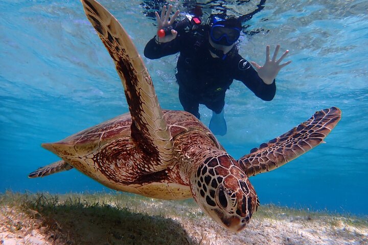 Okinawa Miyako Half Day Sea Turtle Snorkel with Free Photos
