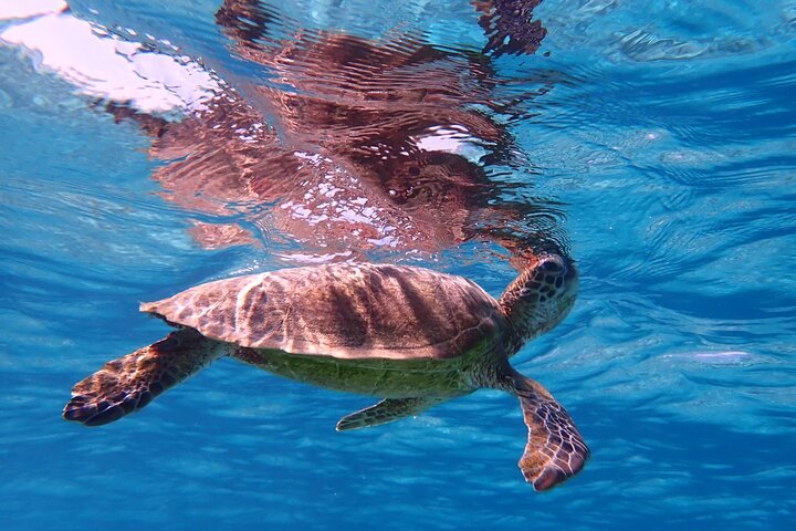 Okinawa Miyako Half Day Sea Turtle Snorkel with Free Photos