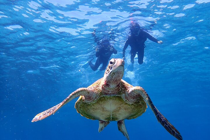 Okinawa Miyako Half Day Sea Turtle Snorkel with Free Photos