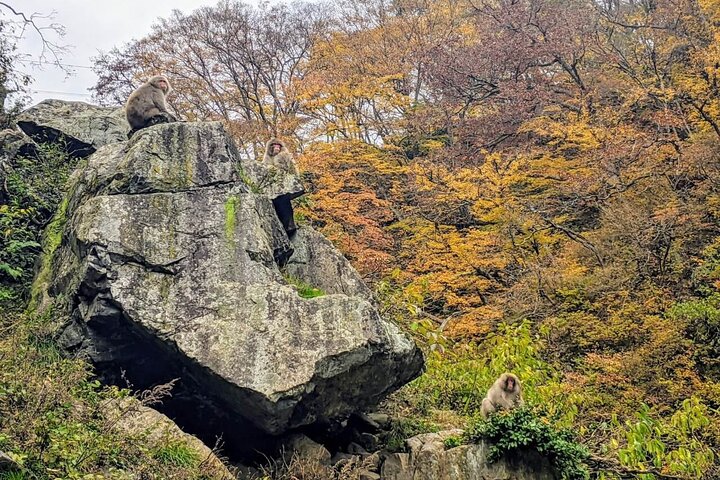1-Day Snow Monkeys, Zenko-ji Temple & Sake in Nagano