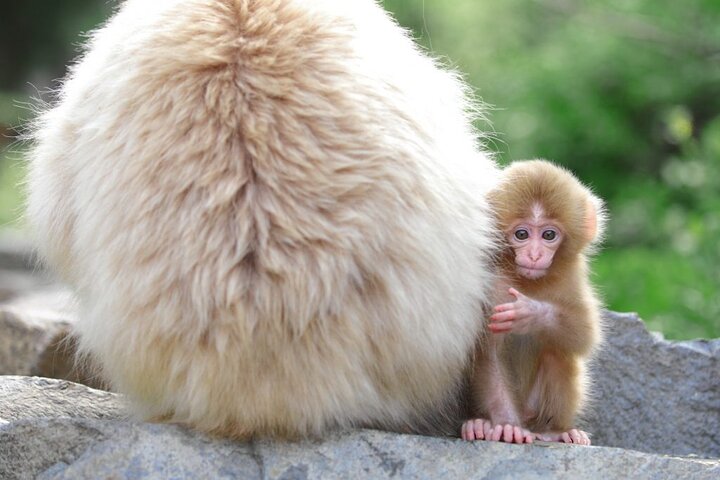 1-Day Snow Monkeys, Zenko-ji Temple & Sake in Nagano