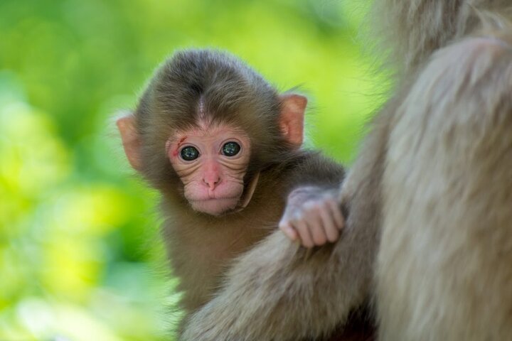 1-Day Snow Monkeys, Zenko-ji Temple & Sake in Nagano