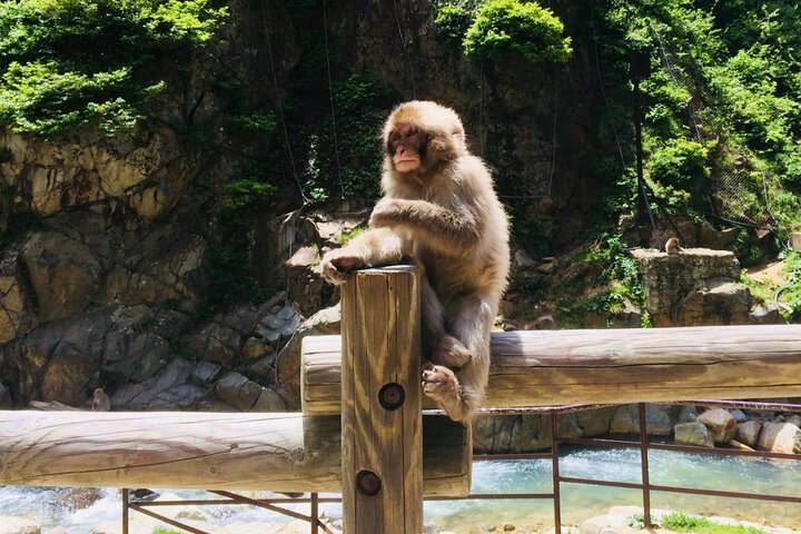 1-Day Snow Monkeys, Zenko-ji Temple & Sake in Nagano