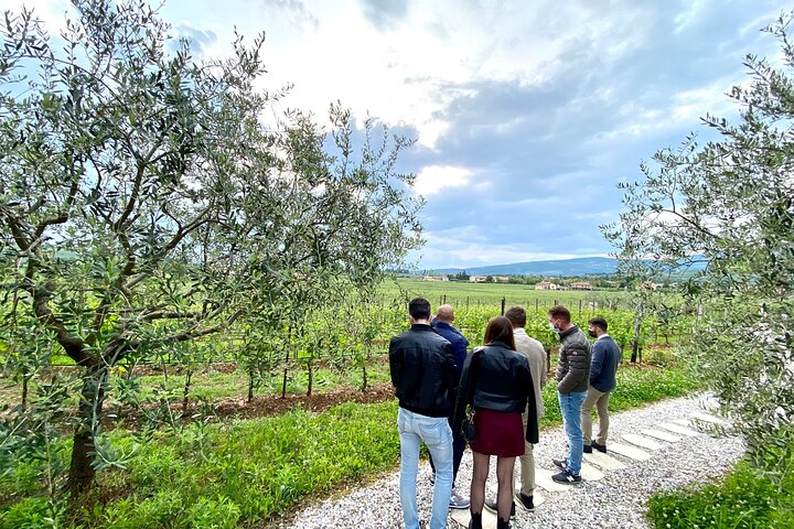 Grand tour of Valpolicella : Amarone focus, 2 Wineries and Lunch