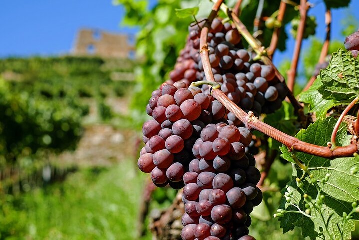 Wine Tasting and Visit to Sant'Agata de 'Goti cellars