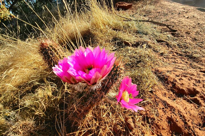 Sedona Vortex Odyssey - A Spiritual & Scientific Adventure