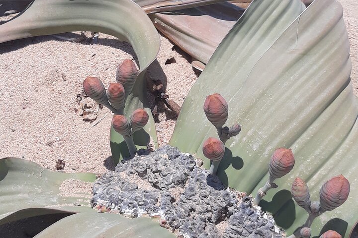Sandwich harbour and Welwitschia Tour