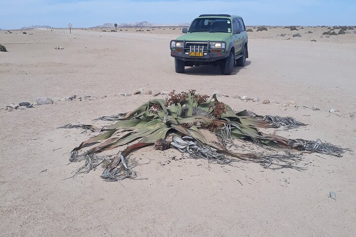 Sandwich harbour and Welwitschia Tour