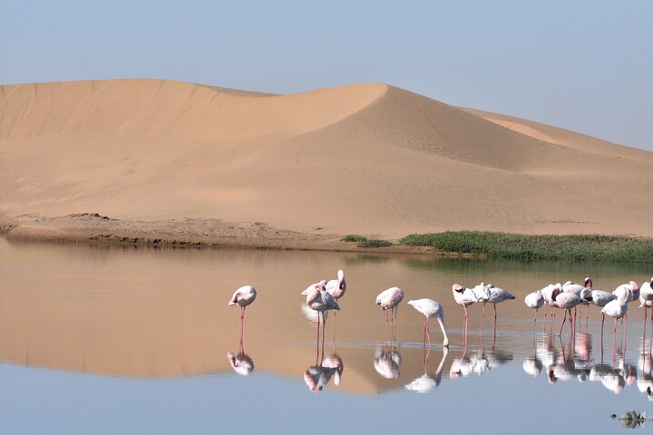 Sandwich harbour and Welwitschia Tour