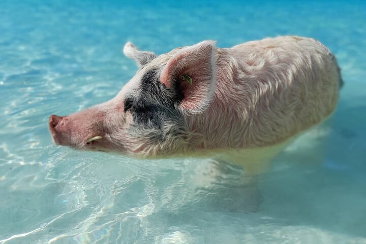 Exuma Island Hopping Swimming Pigs Tour with Lunch from Nassau