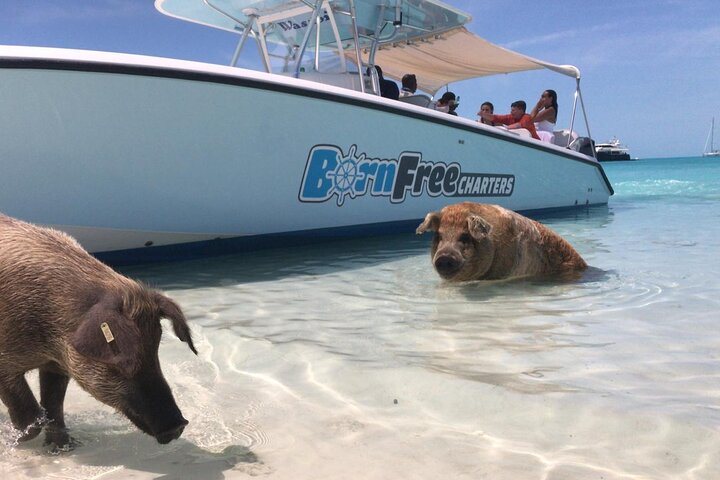 Exuma Island Hopping Swimming Pigs Tour with Lunch from Nassau
