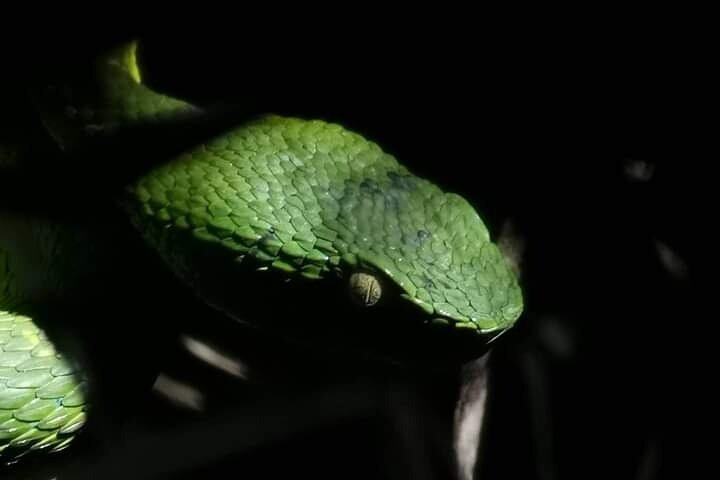 Monteverde Cloud Forest Night Wildlife Experience