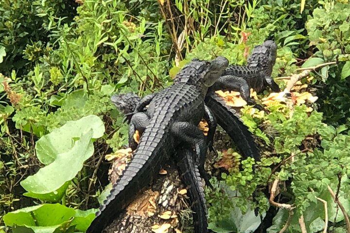 Airboat Adventure in Saint Augustine with a Guide