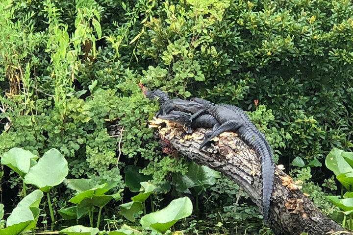 Airboat Adventure in Saint Augustine with a Guide