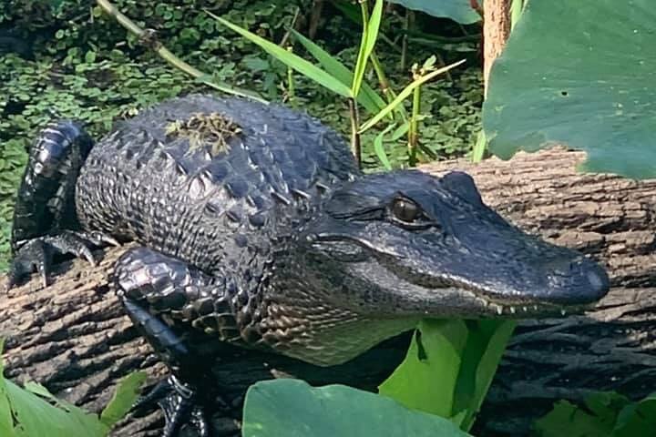 Airboat Adventure in Saint Augustine with a Guide