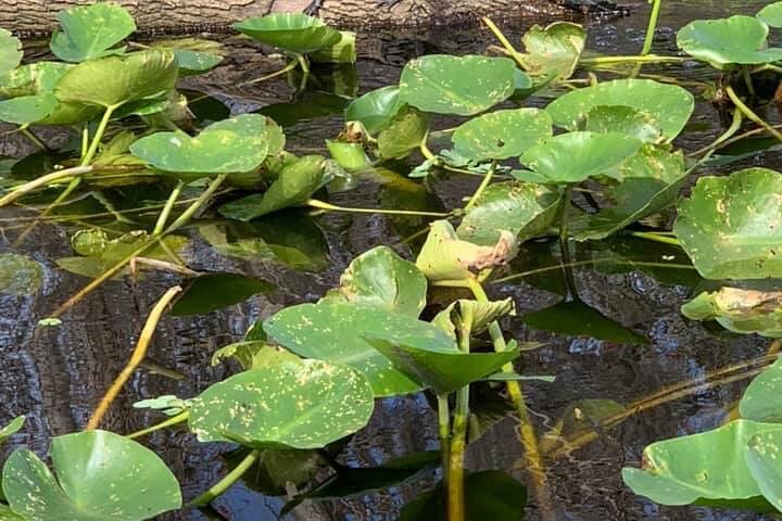 Airboat Adventure in Saint Augustine with a Guide