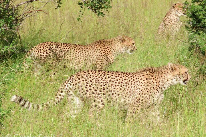 Kruger National Park - Private full day Safari trip.