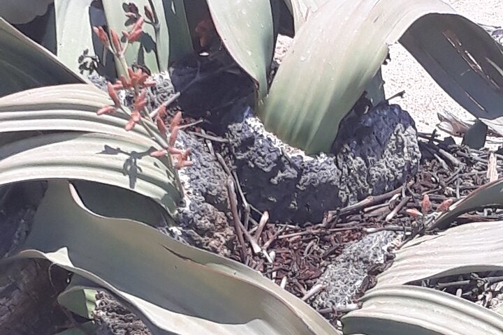 Sandwich harbour and Welwitschia Tour