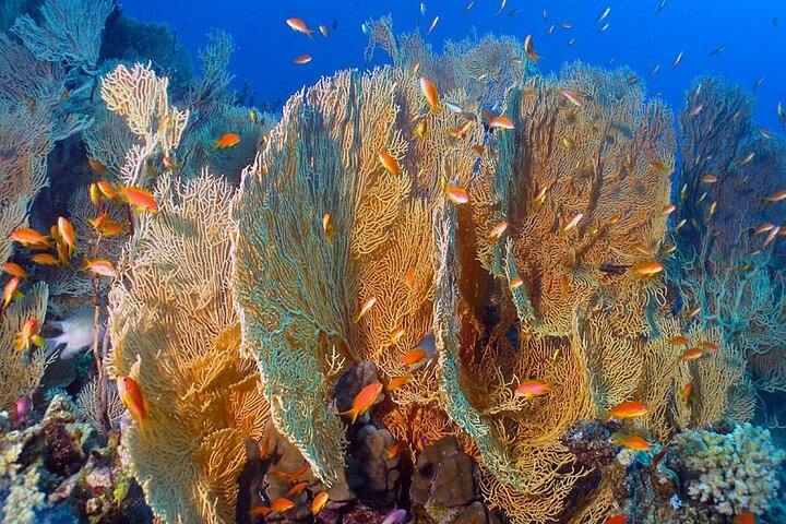 Glass Bottom Boat Trip in Dahab